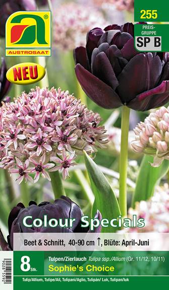 255_2024_Tulpen und Allium_Sophies Choice_11-12_10-11_8 Stk.